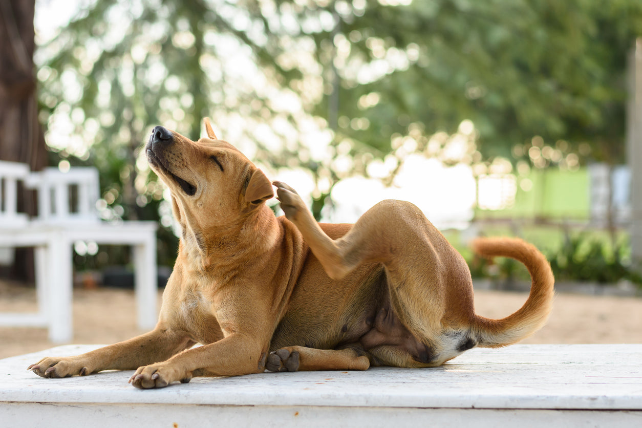 What You Need to Know About Apoquel: 30 Years of Watching Dogs Lose Their Minds Over Itch