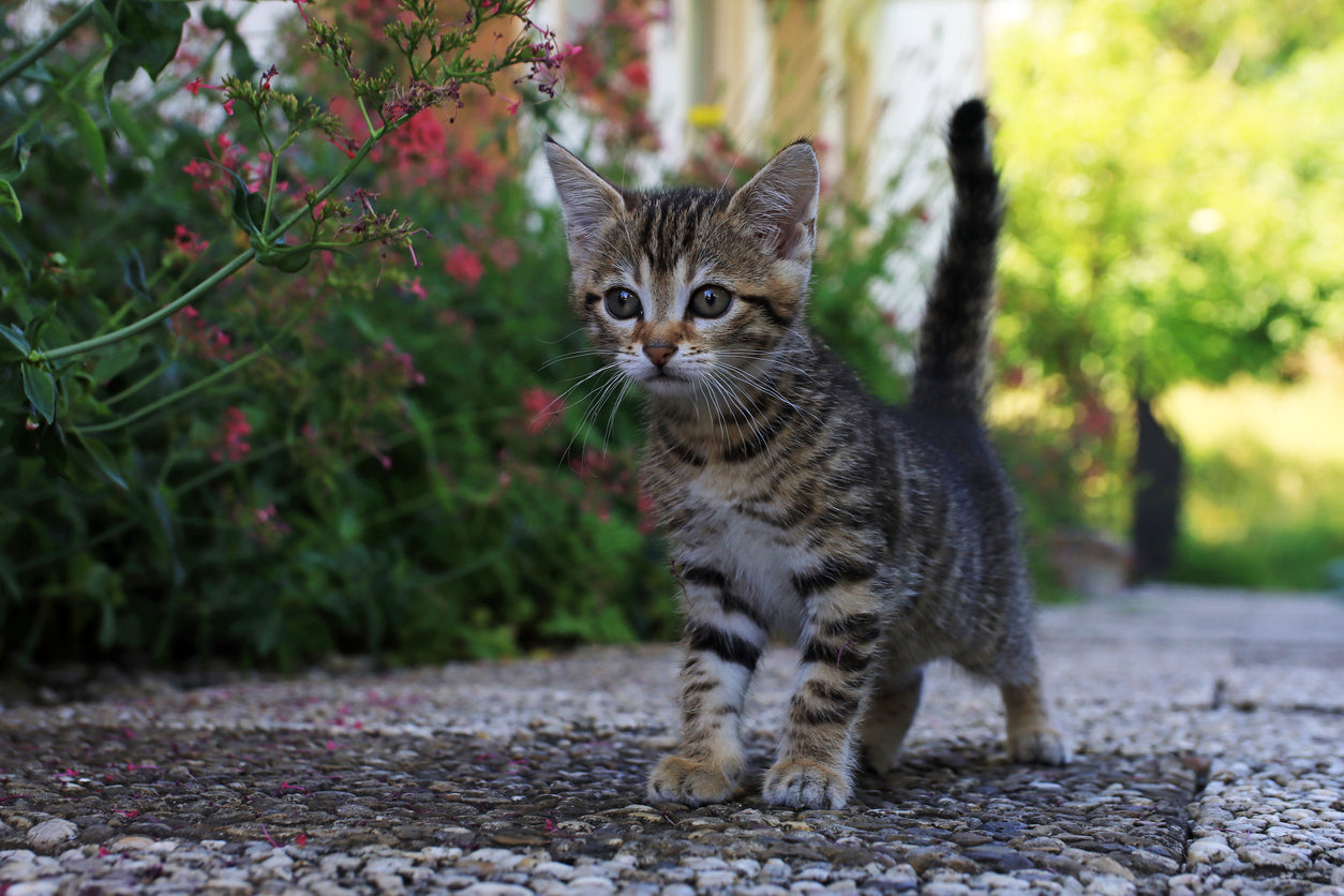 What You Need to Know About Clindamycin: The Antibiotic That Might Choke Your Cat