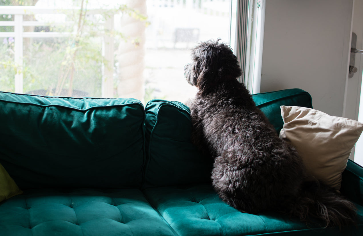 What You Need to Know About Fluoxetine (Prozac for Pets): Putting Your Dog on Antidepressants