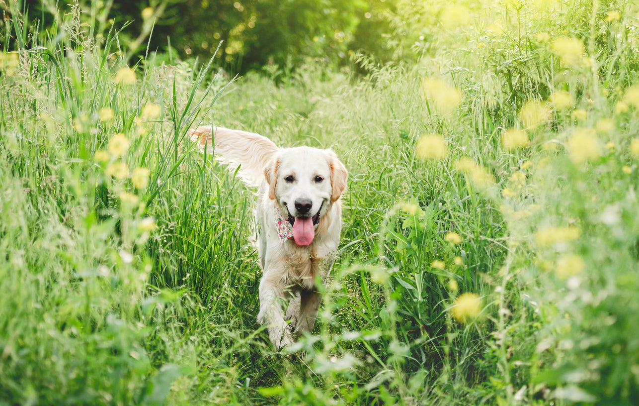 What You Need to Know About Doxycycline: The Tick-Disease Whisperer