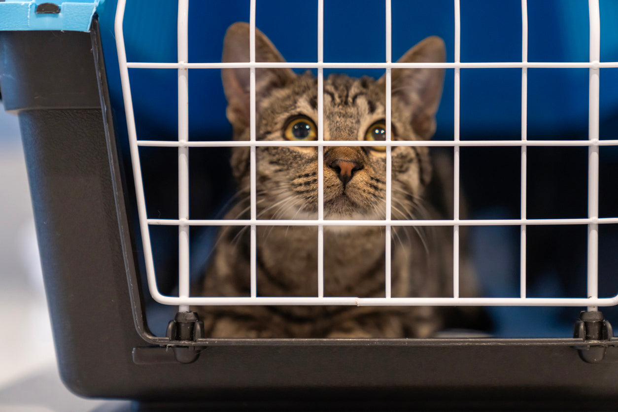 What You Need to Know About Gabapentin: The Two-Faced Drug Your Cat Probably Needs