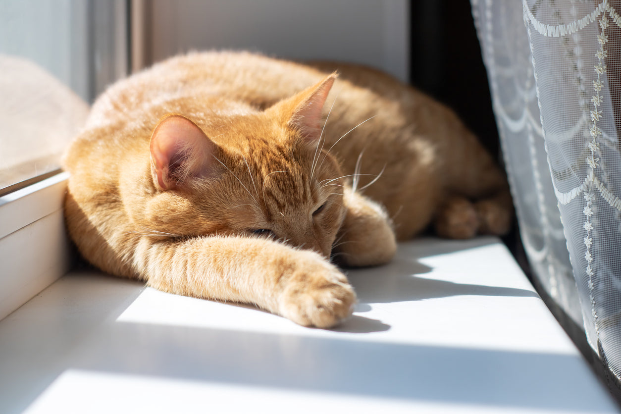 What You Need to Know About Methimazole: The Hyperthyroid Cat's Best Friend