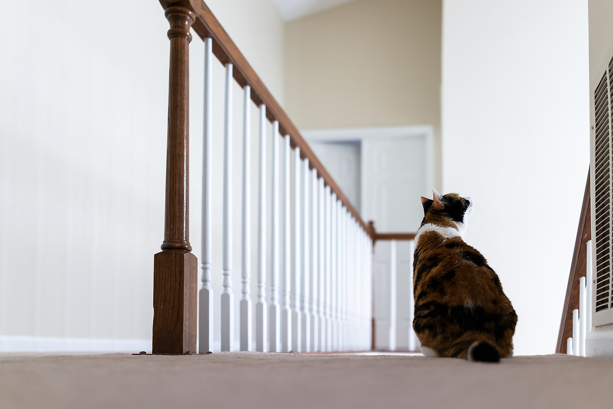 What You Need to Know About Onsior: The Cat-Safe NSAID