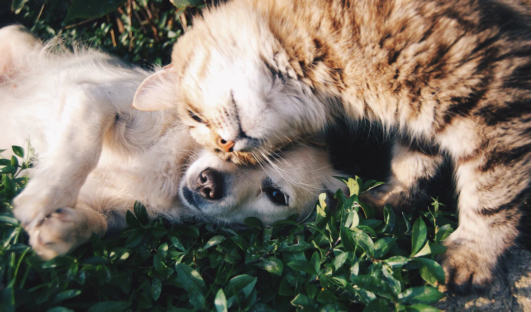 The Benefits of Spaying and Neutering Your Pets