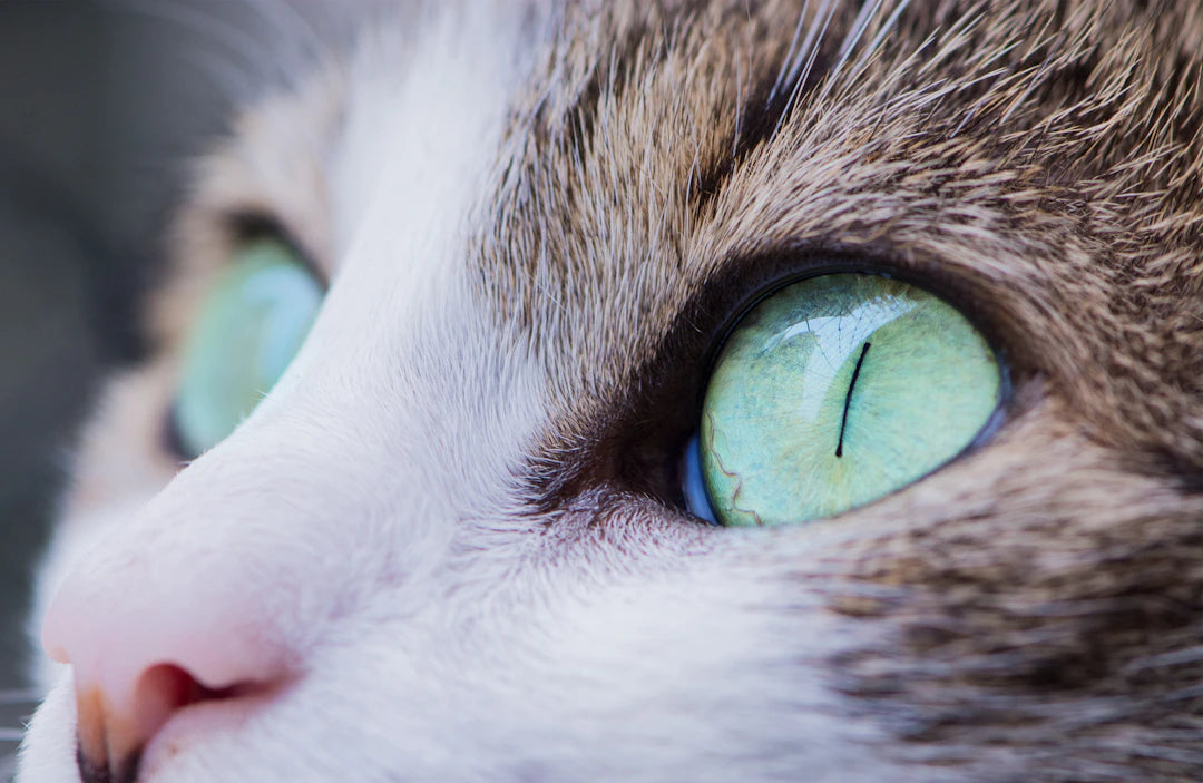 Quick Relief Over the Counter Treatments for Conjunctivitis