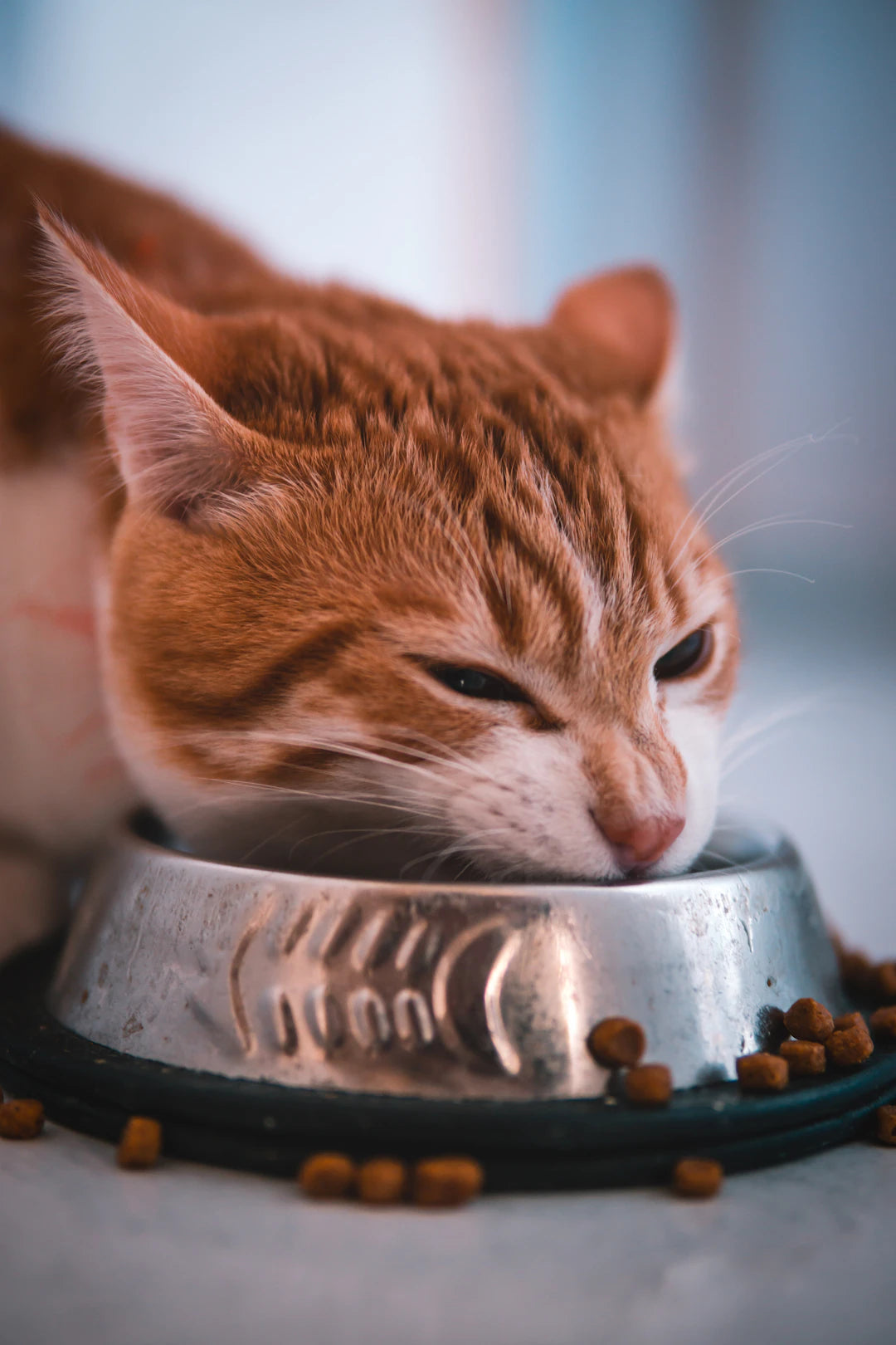 Weight Management Dry Food for Cats Healthy  Satisfied