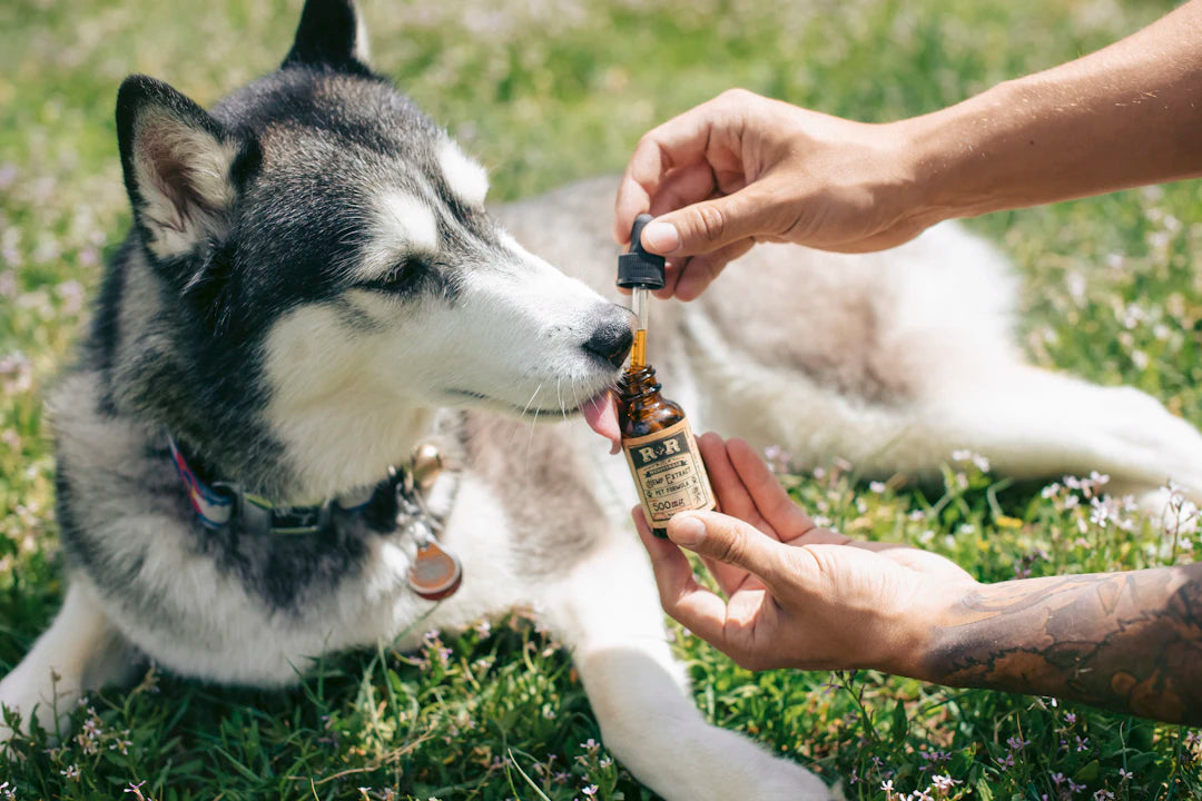Essential Tips for Managing Chronic Conditions in Pets
