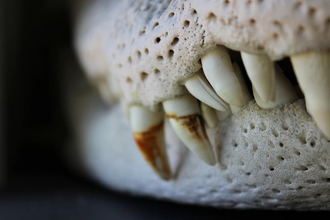 The Impact of Pet Dental Care on Overall Health