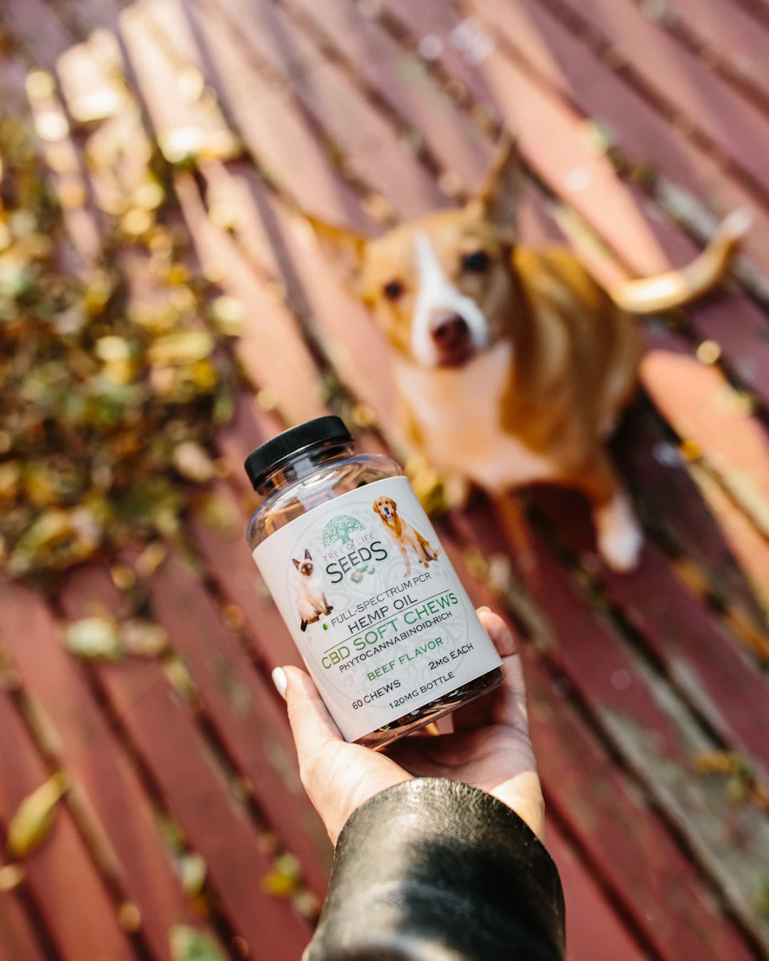 Nutritional Supplements for Dogs to Boost Health