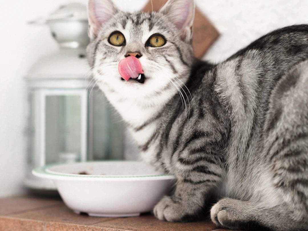 Essential Prescription Diets for Optimal Urinary Health