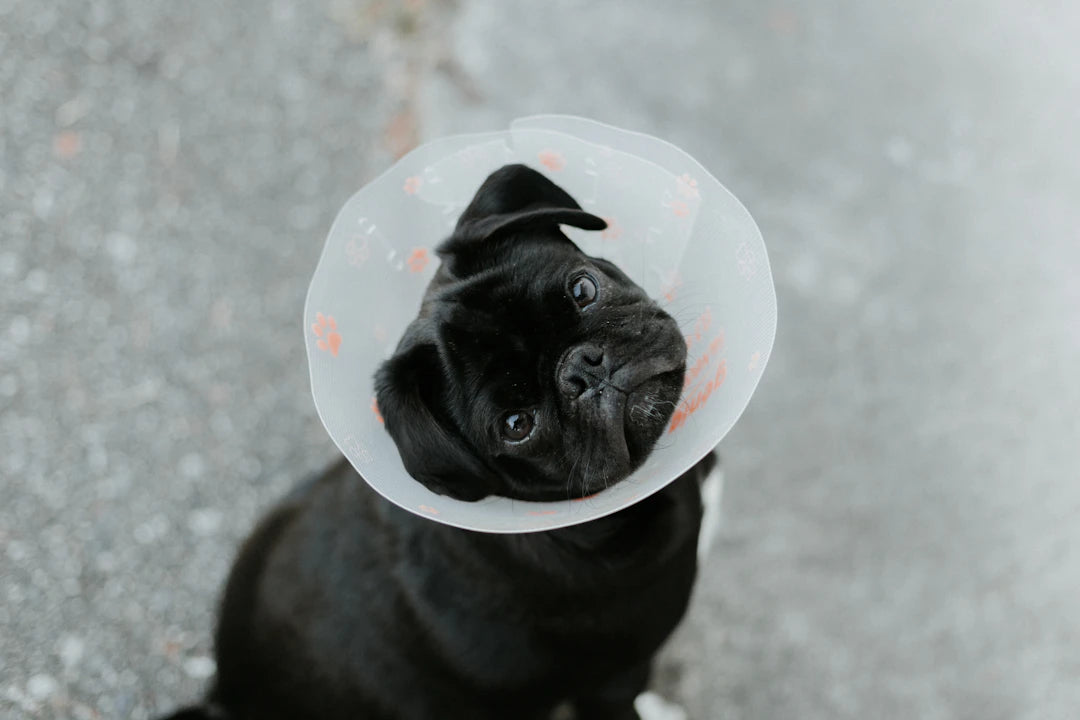 Mastering Pet Emergencies A Comprehensive Guide