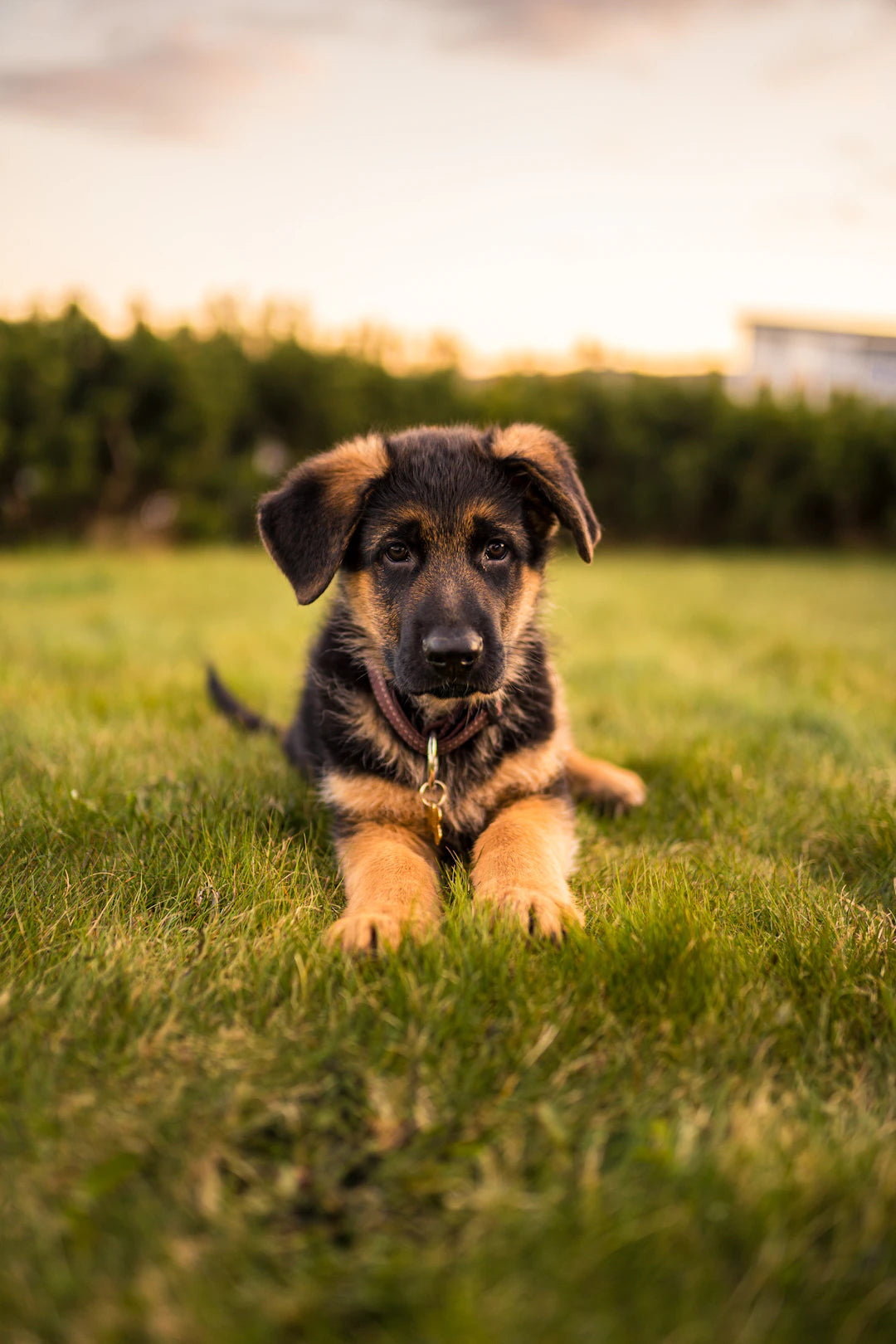 Puppy Nutrition for Large Breeds Tailored Diet Options