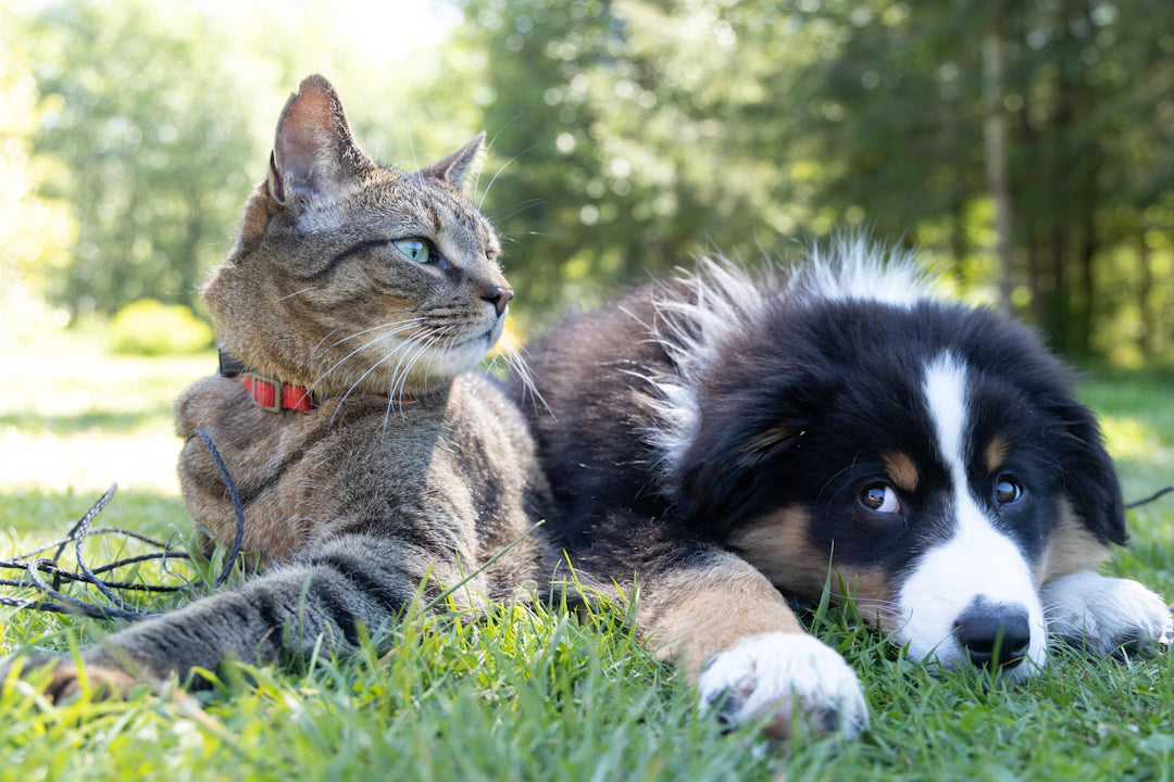 Creating a Holistic Health Plan for Your Pet