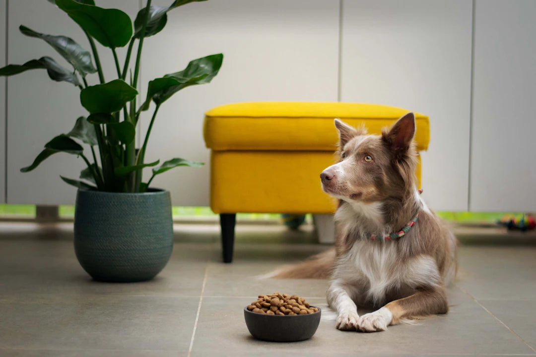 Hydrolyzed Protein Diets for Sensitive Pets' Health