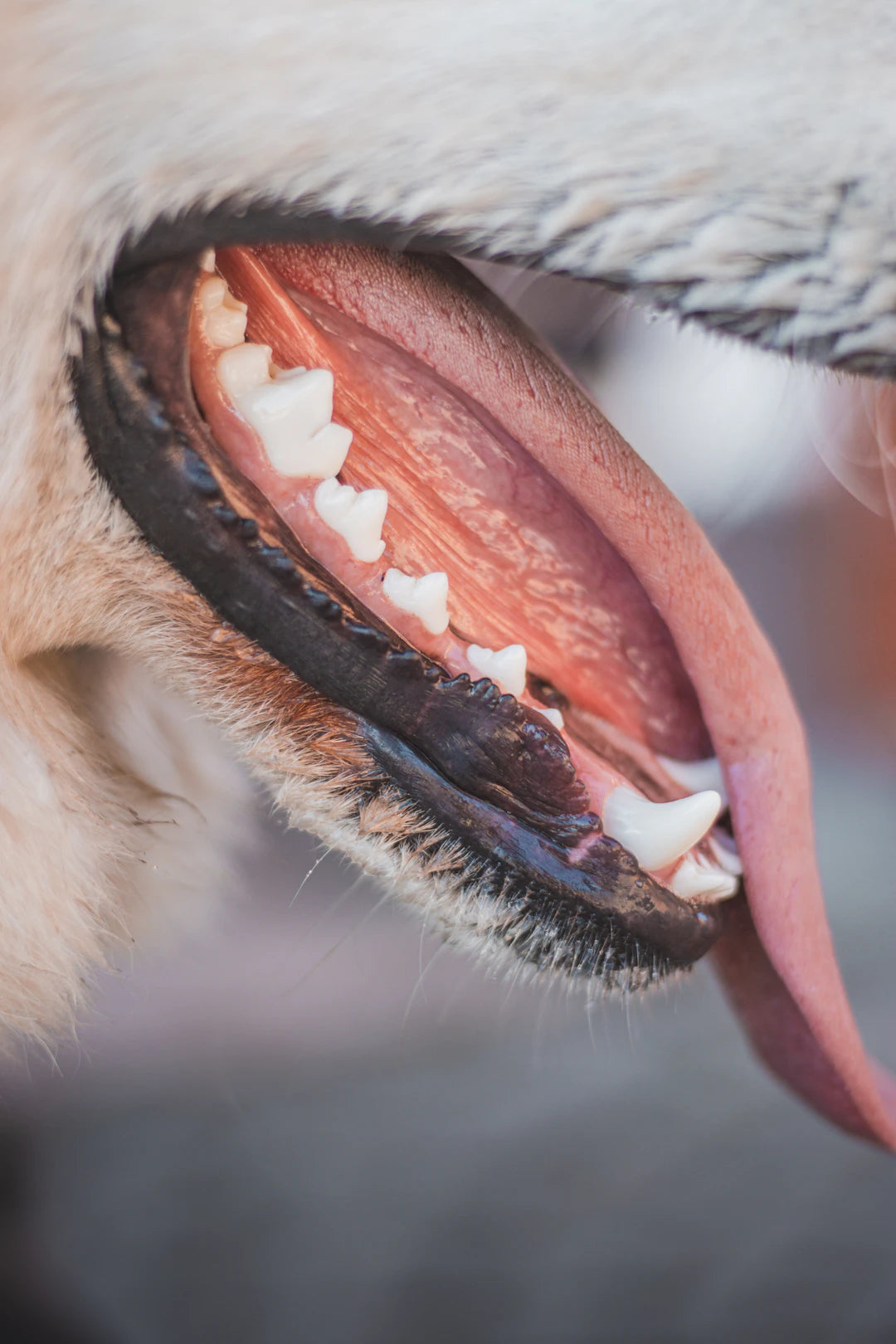 The Hidden Link Dental Care and Pet Health