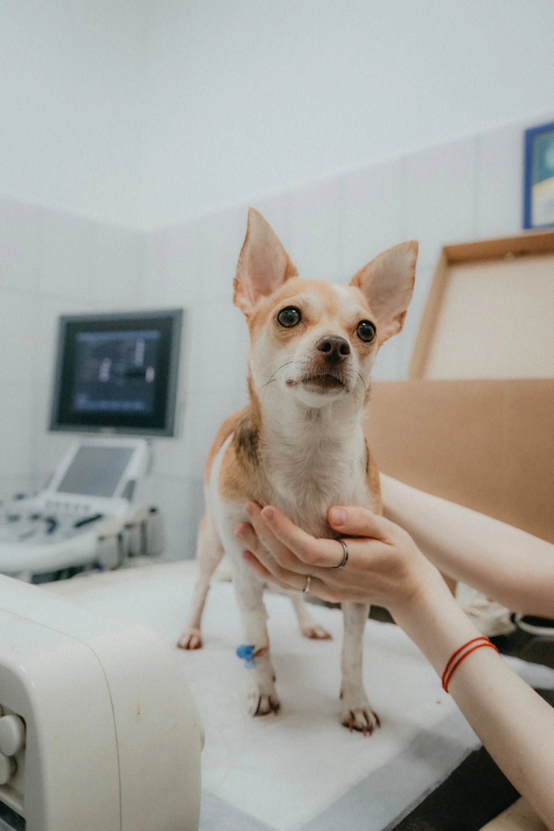 Expert Tips for Transitioning Your Pet to a New Vet