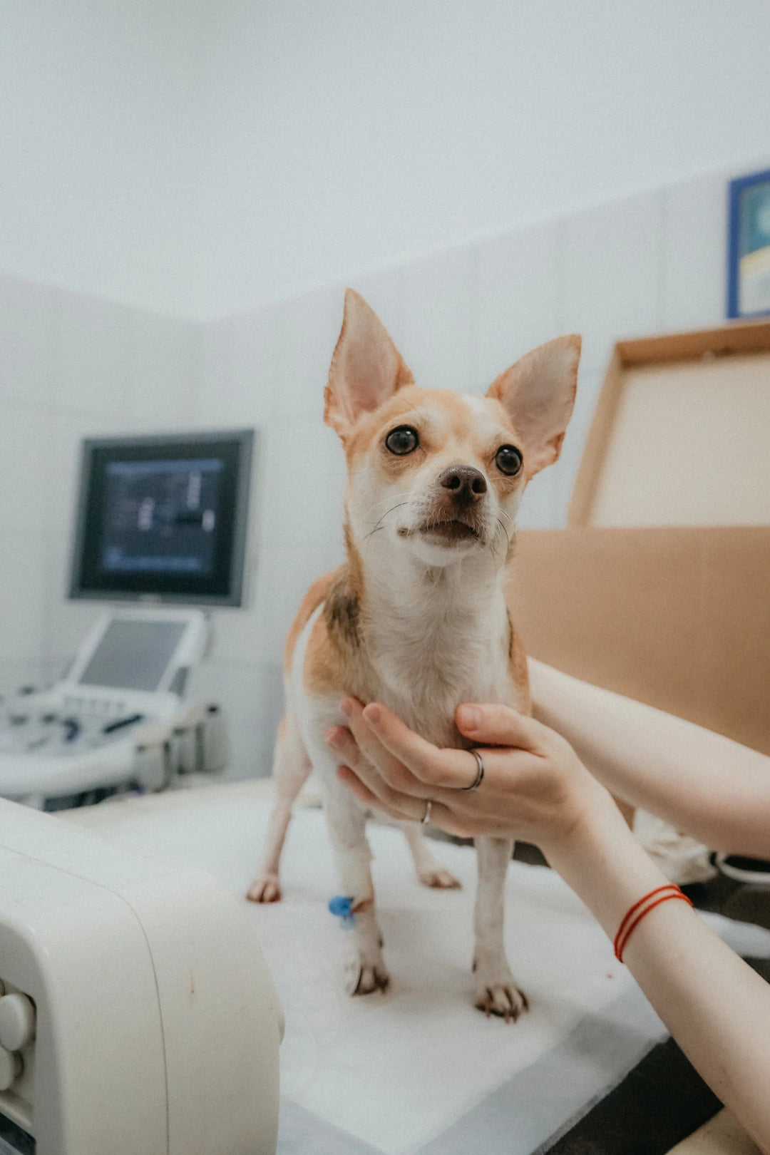 Complete Guide to Dog and Cat Vaccination Schedules