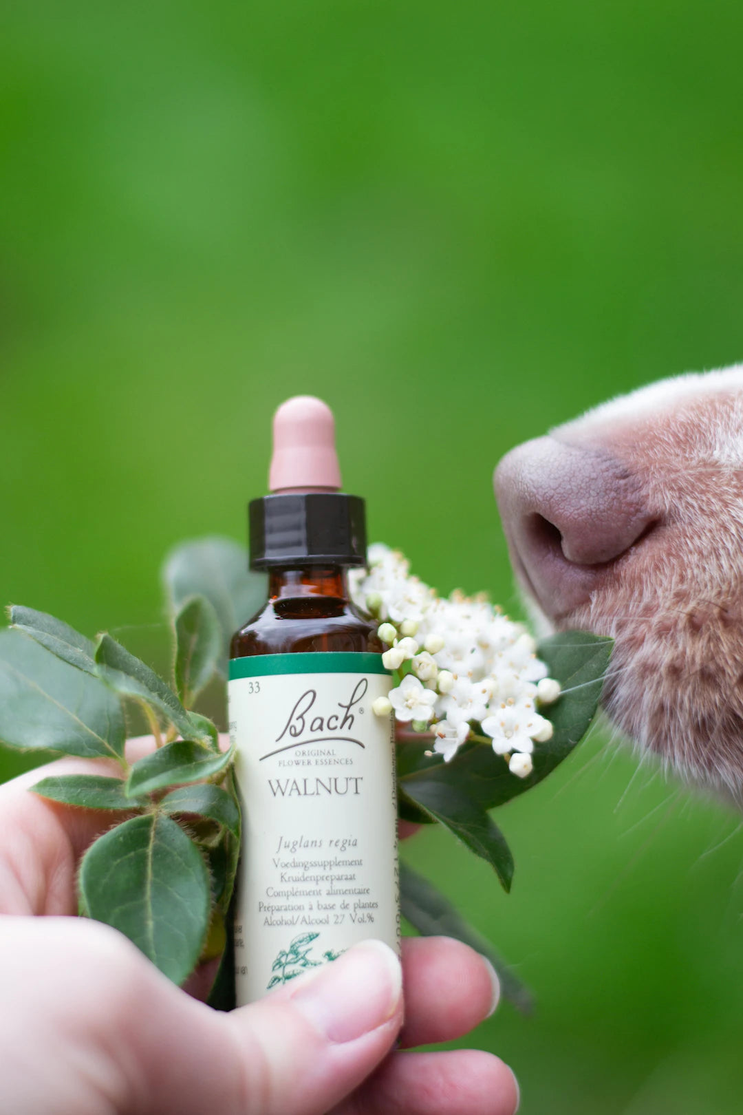Calming Solutions for Pets Effective Anxiety Relief Options