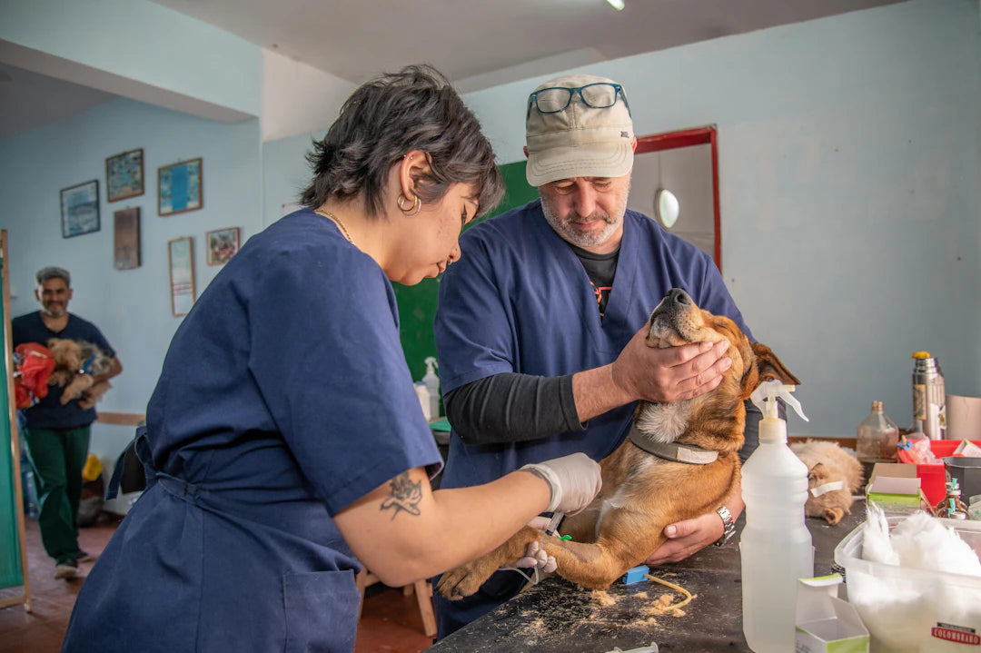 Choosing the Right Veterinarian for Your Pet