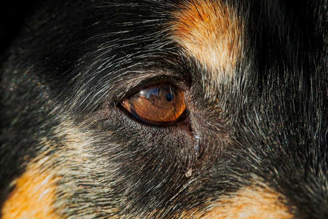 Effective Prescription Antibiotics for Dog Eye Infections