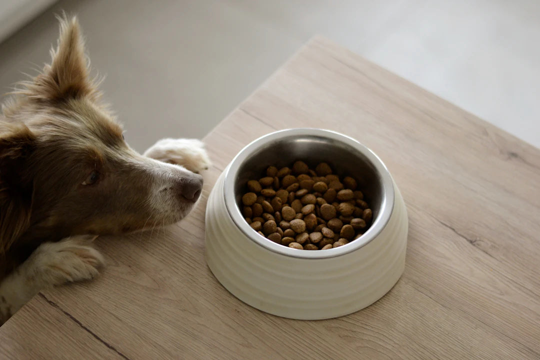 Nourishing Tips for Your Pet’s Health and Happiness