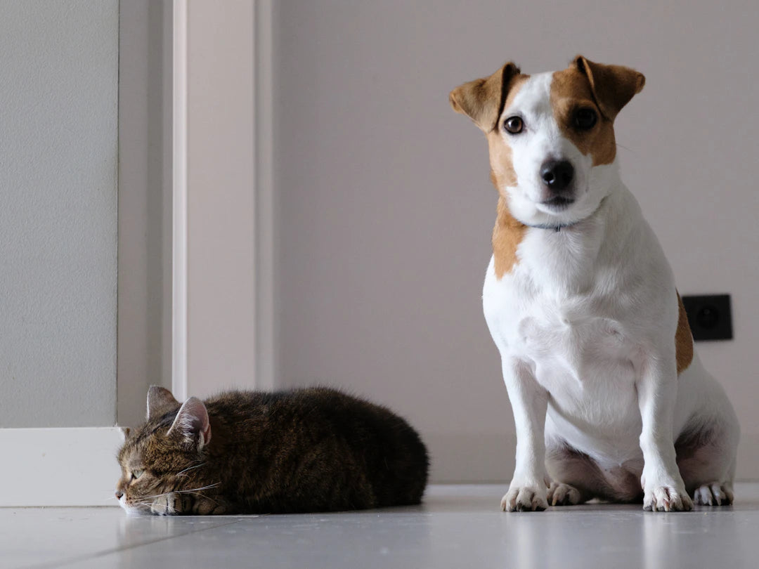 Decoding Pet Behavior The Hidden Connection to Health