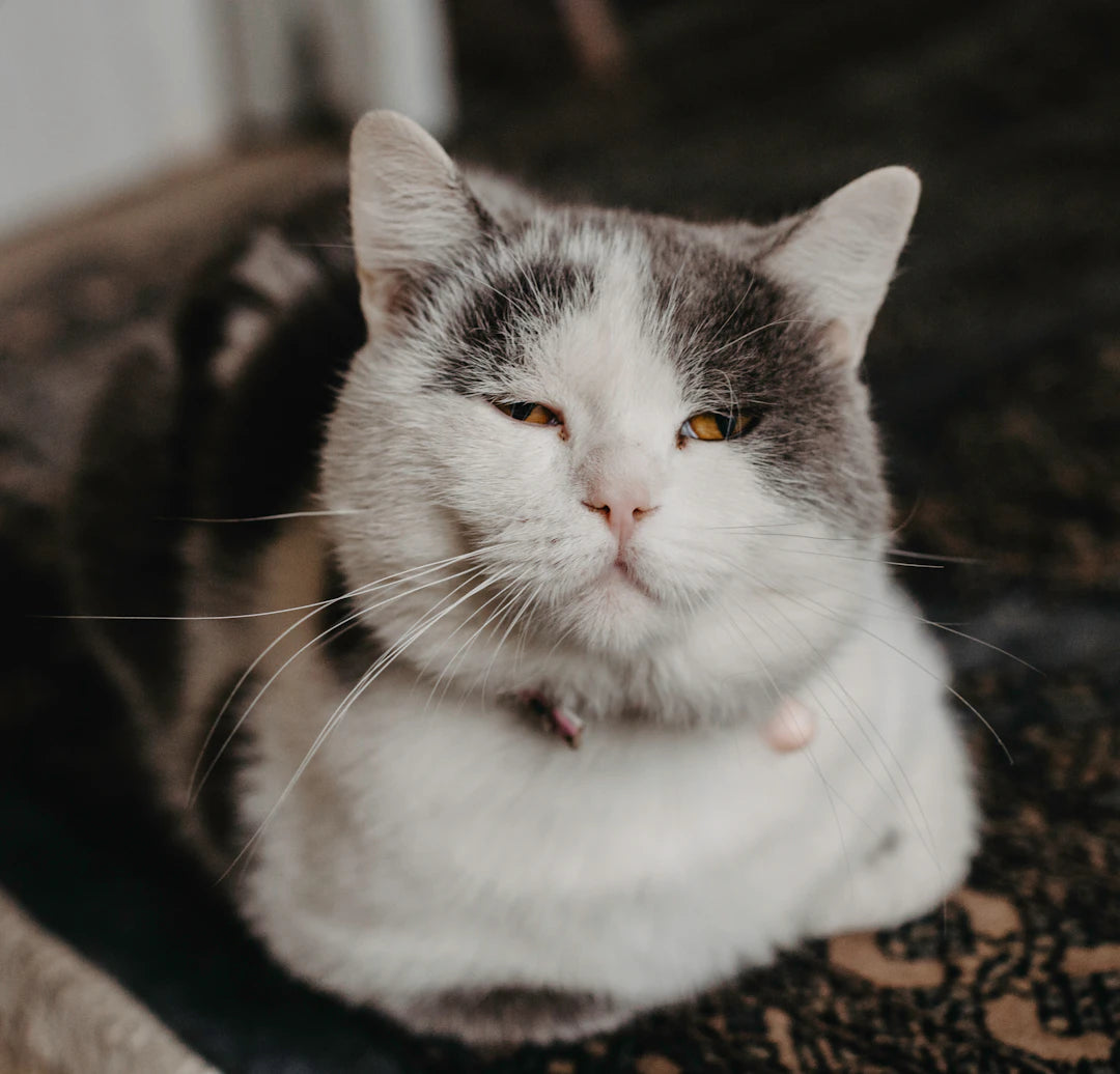 Essential Nutrition for Senior Cats to Thrive