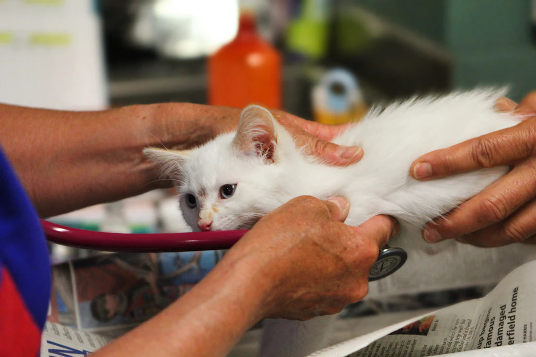 Spotting Common Pet Illnesses in Your Furry Friends