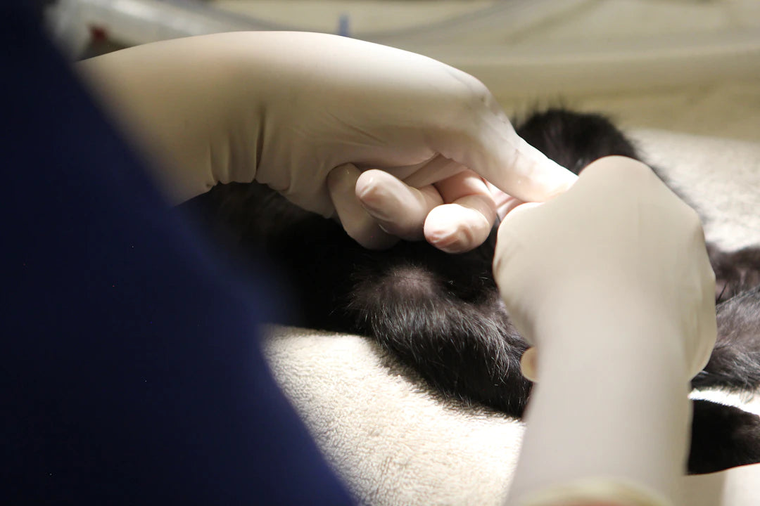 The Benefits of Spaying and Neutering Your Pets