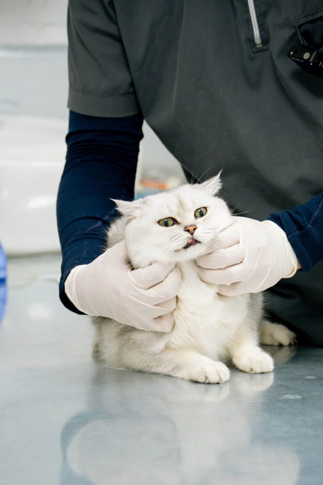 Basic Veterinary Care for Your Beloved Pets