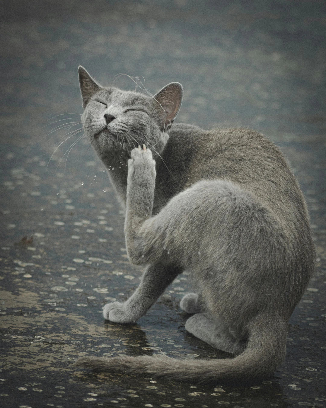 Essential Allergy Relief Solutions for Cats' Skin Issues