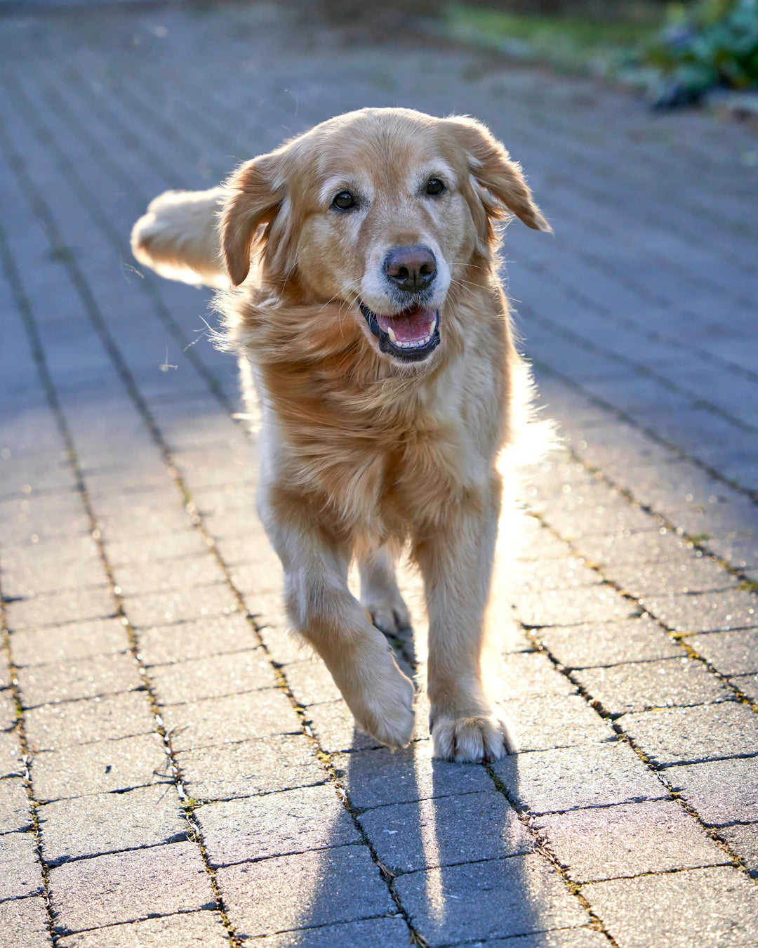 The Amazing Benefits of Regular Exercise for Pets
