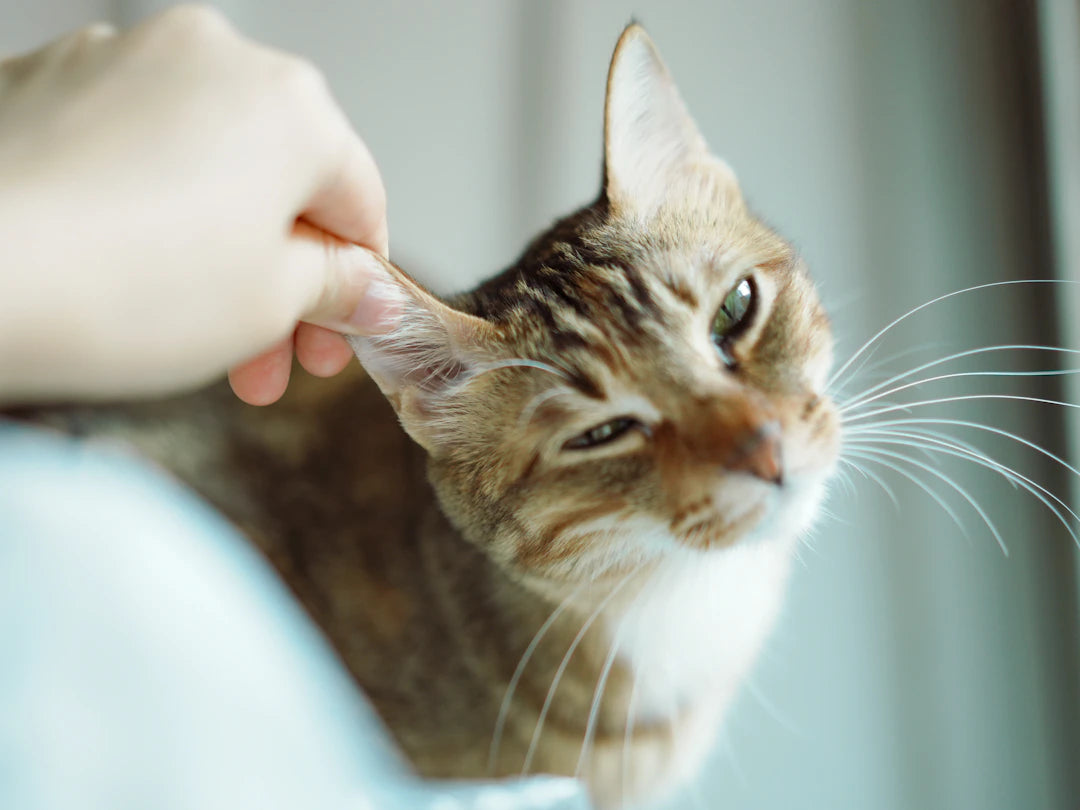 OTC Solutions for Pet Ear Infections