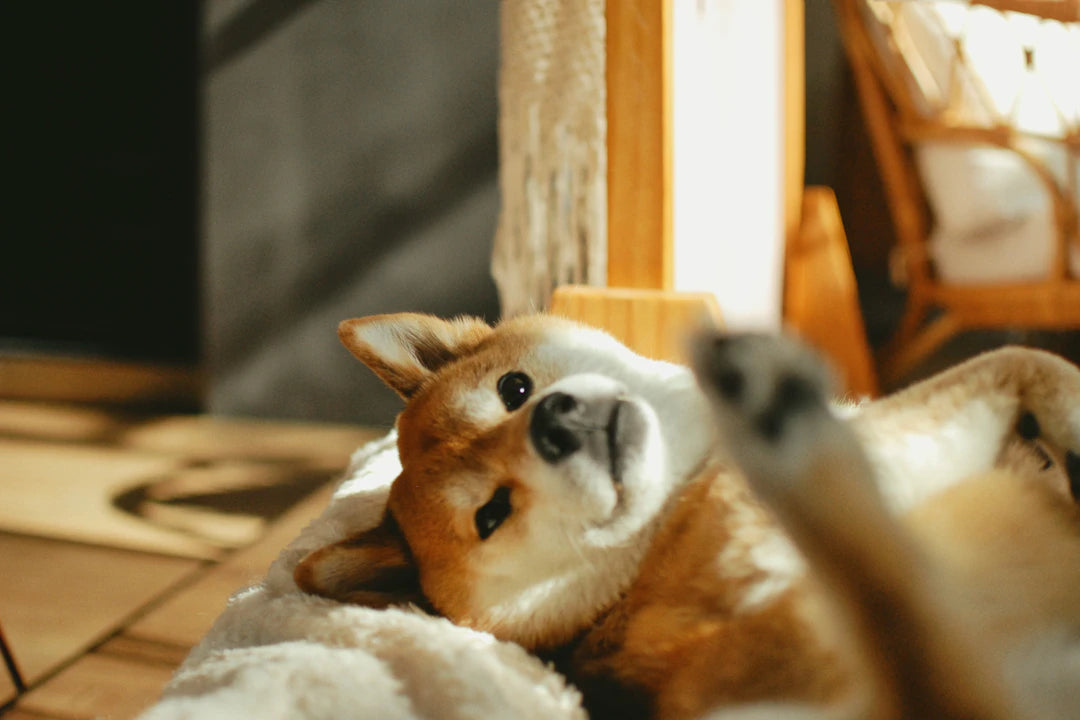 Mental Health and Wellness for Pets The Ultimate Guide