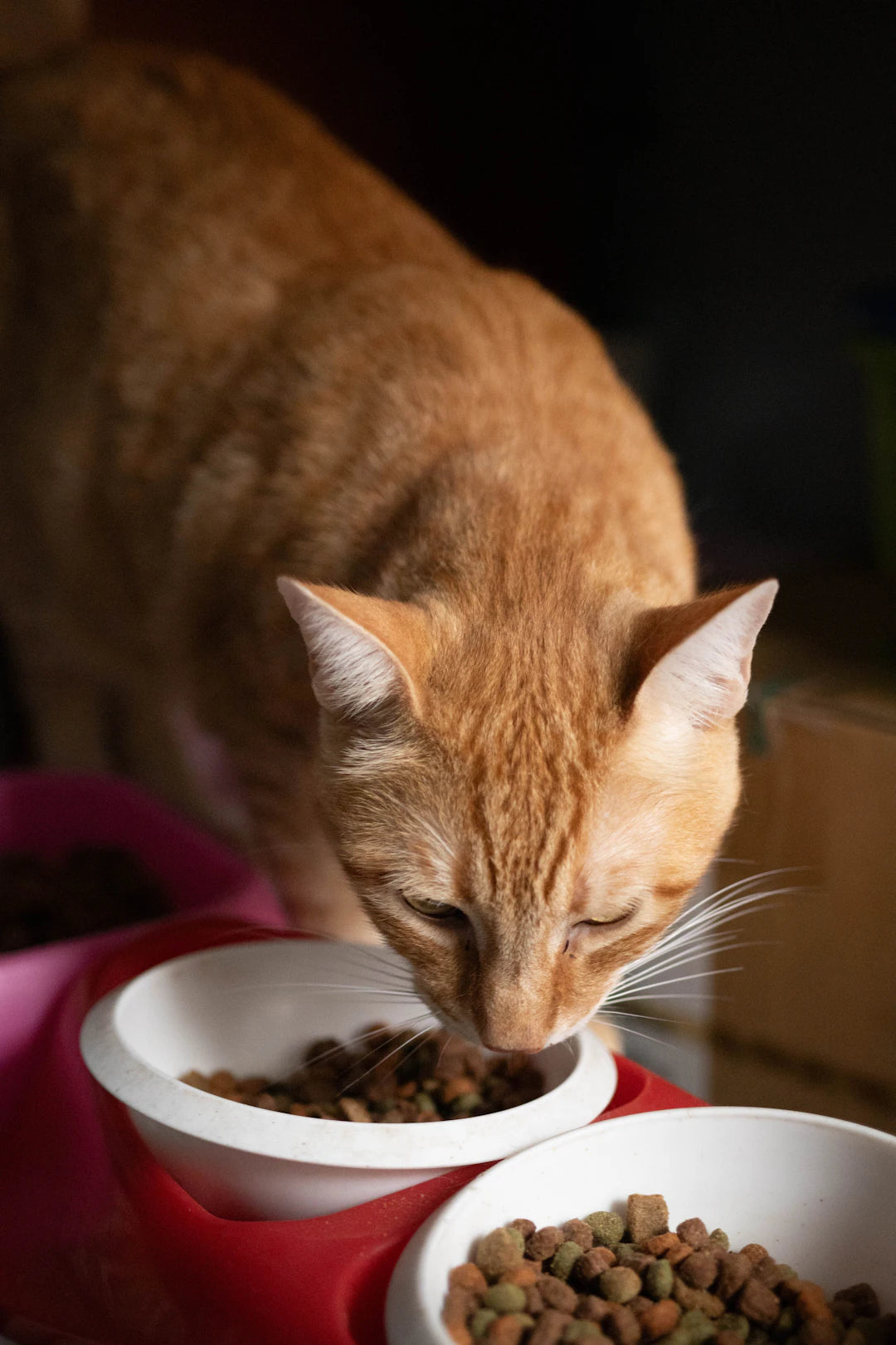 Essential Gastrointestinal Support Foods for Cats