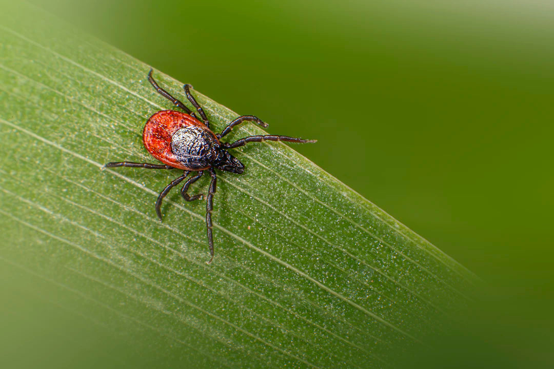 Effective Flea and Tick Prevention for Dogs