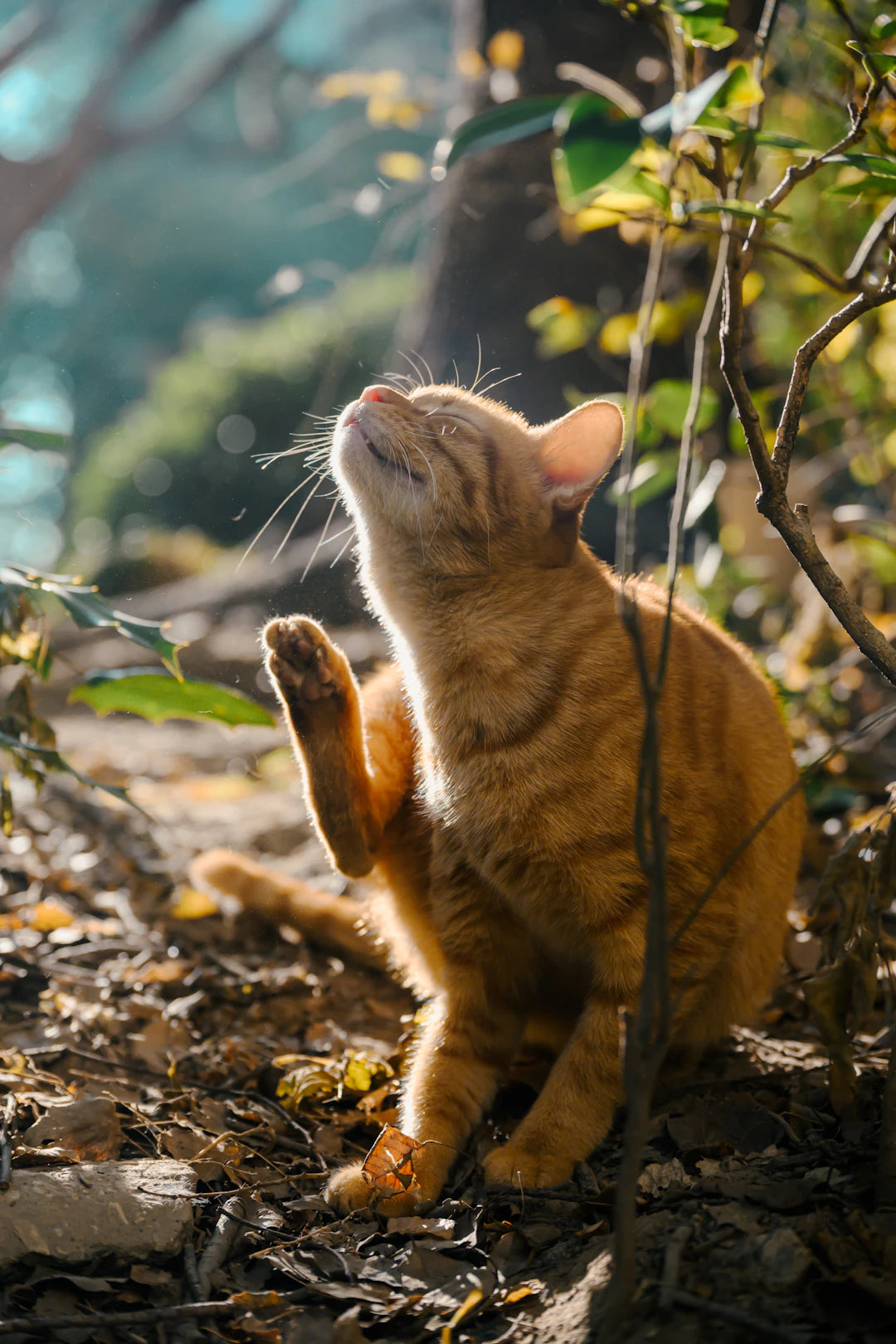 Reliable Flea and Tick Solutions for Cats' Health