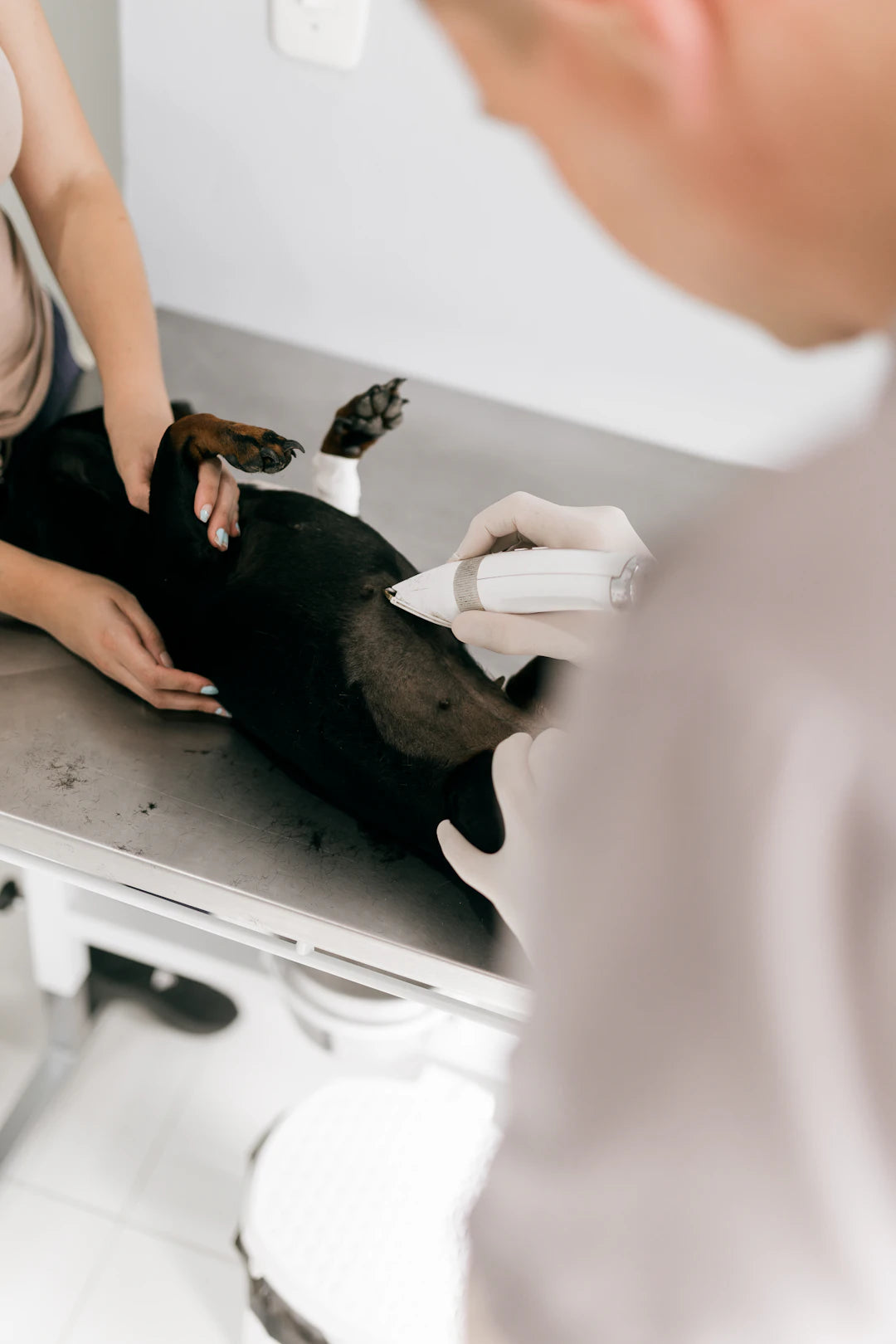 The Vital Role of Regular Vet Check-ups for Your Pets