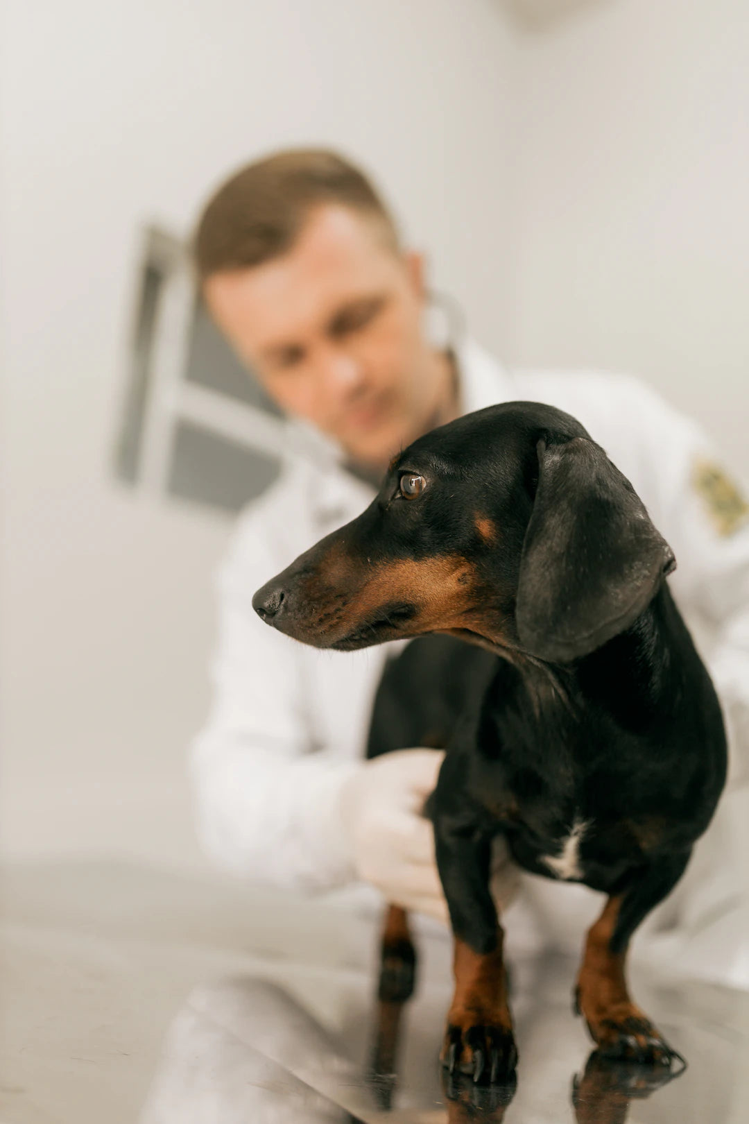 The Vital Role of Routine Check-ups for Pet Wellness