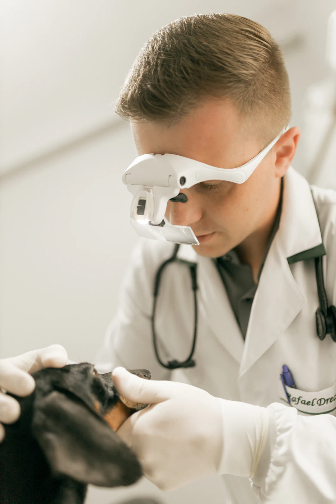 Choosing the Perfect Veterinarian for Your Pet