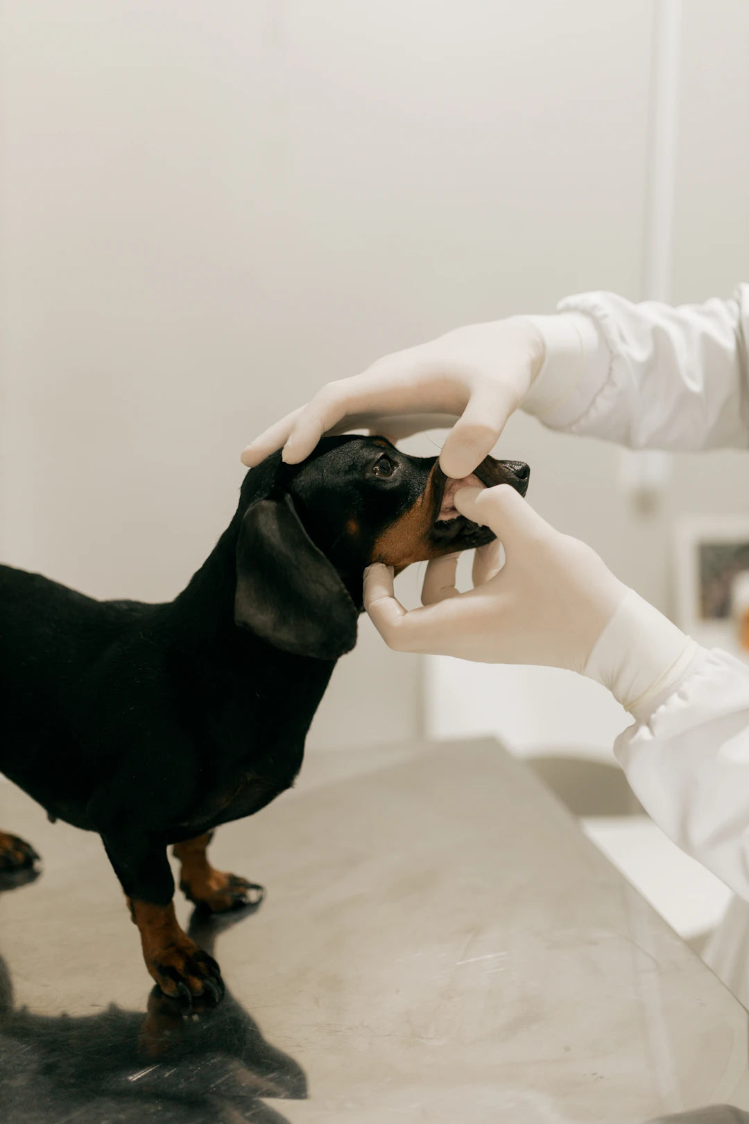 Essential Dental Care Solutions for Your Dog's Health
