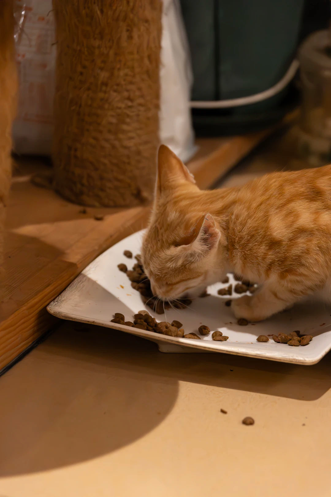 Nourishing Kittens Nutritional Support for Growth