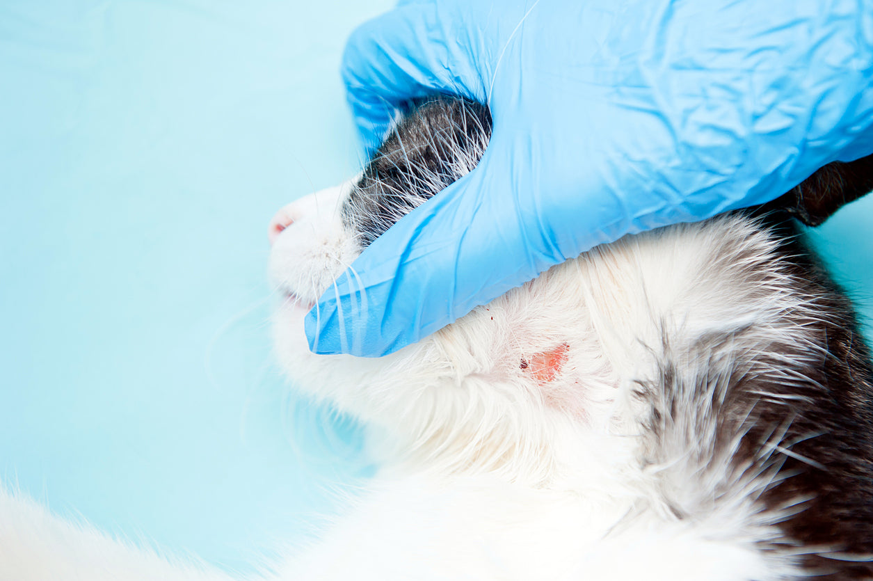 Diagnosis and Treatment of Ringworm in Pets: What Every Pet Owner Needs to Know
