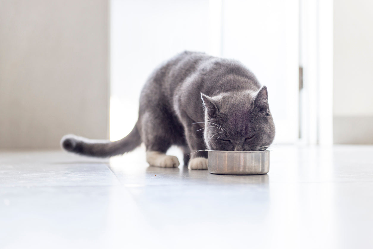 What You Need to Know About Mirtazapine (Mirataz): Rubbing Antidepressants on Cat Ears