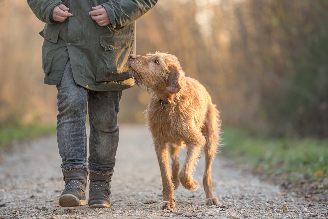 What You Need to Know About Galliprant: The New Arthritis Kid on the Block