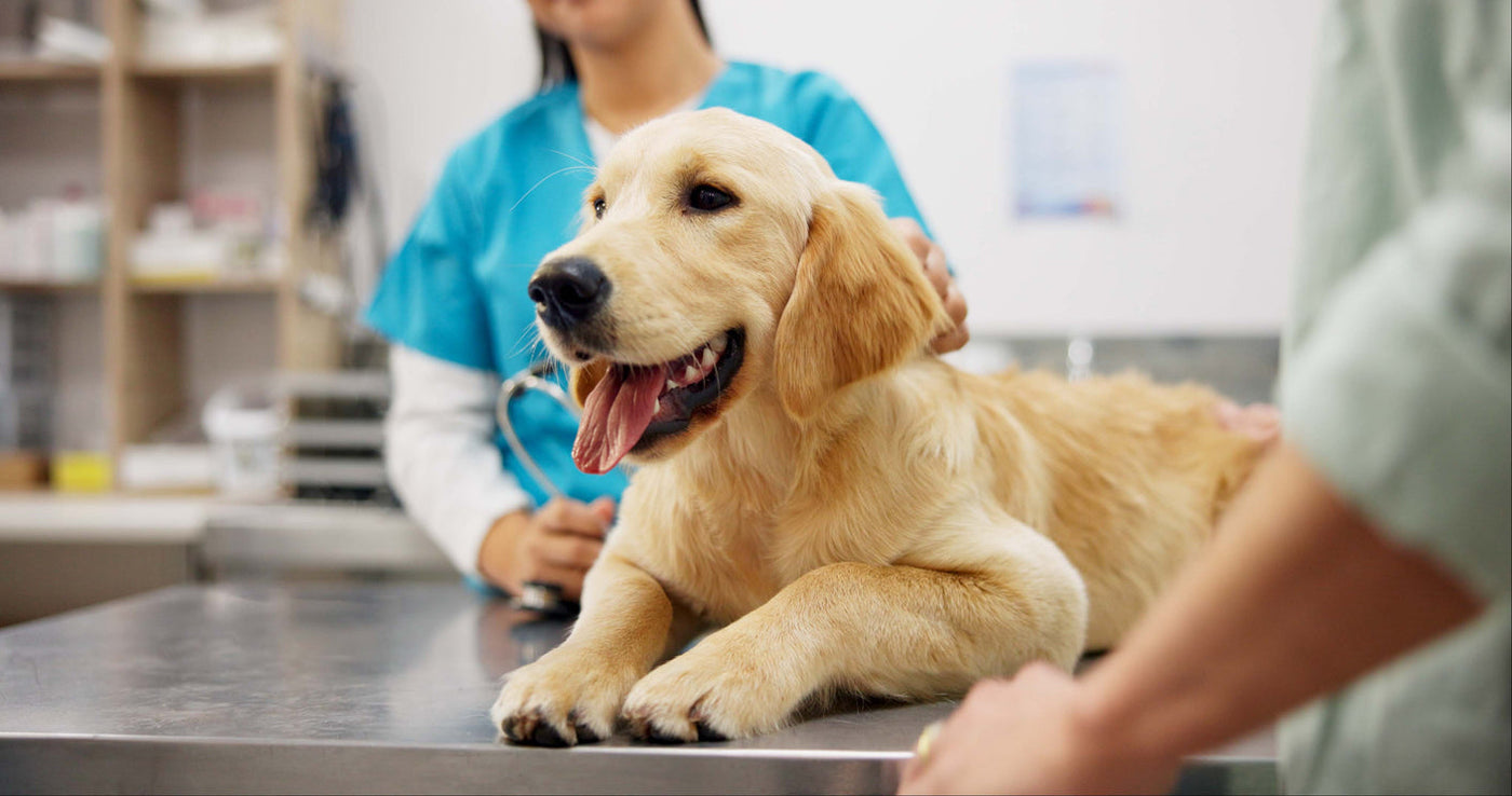 What You Need to Know About Trazodone: The Pre-Vet-Visit Pill That Saves Marriages