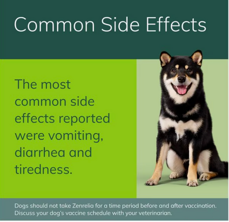 Informative graphic on common side effects with a Shiba Inu, discussing pet dermatitis treatment