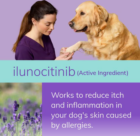 Veterinarian applying pet dermatitis treatment to a dog's skin with ilunocitinib for allergy relief