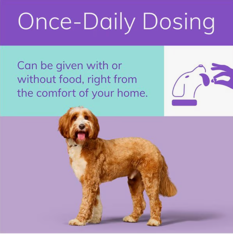 Pet dermatitis treatment with once-daily dosing for convenient home care
