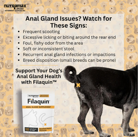 Nutramax Filaquin dog anal gland support chews package with black dog and anal gland health warning signs
